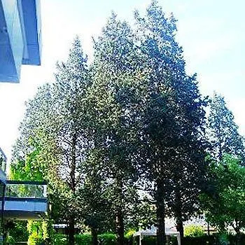 Hotel New Tiffany's Park 3*